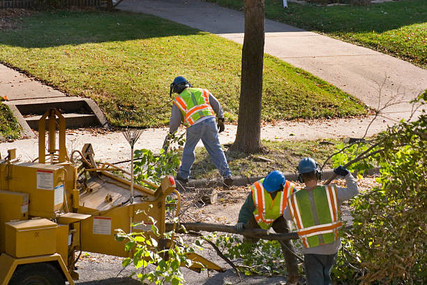  Leonia, NJ Tree Removal and Landscaping Services Pros